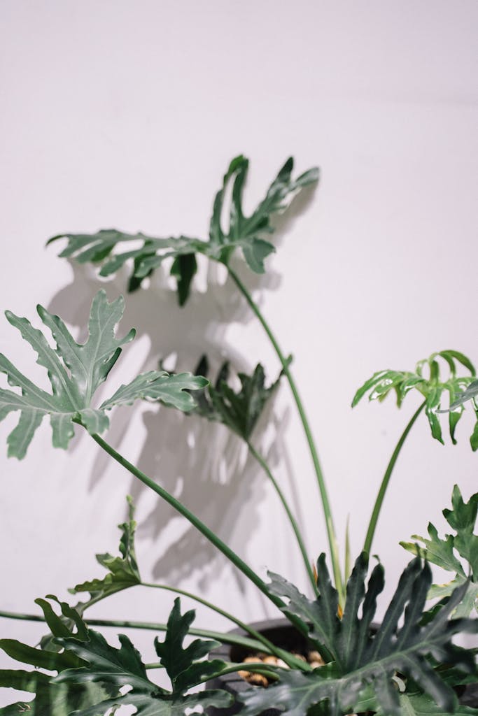 Neutrale muur met grote gatenplant